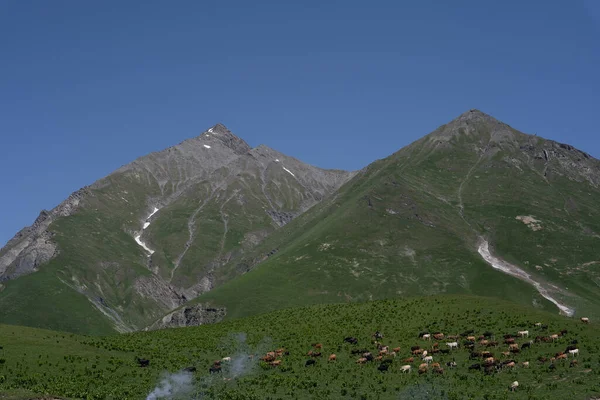 Różne Krowy Pasą Się Zielonych Górach Gruzji Pięknym Widokiem Góry — Zdjęcie stockowe