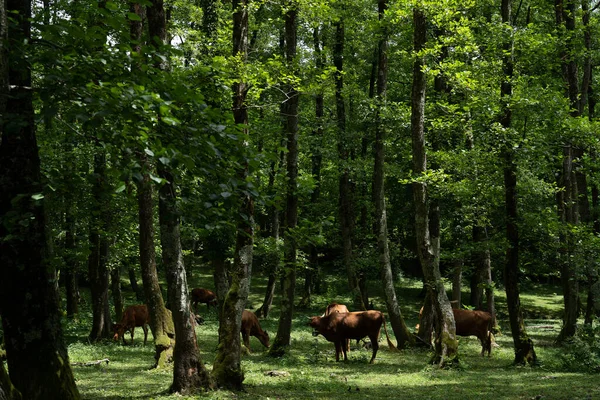 Fabulously Gloomy Mysterious Park Green Trees Shrubs Them Brown Cows — Stock Photo, Image