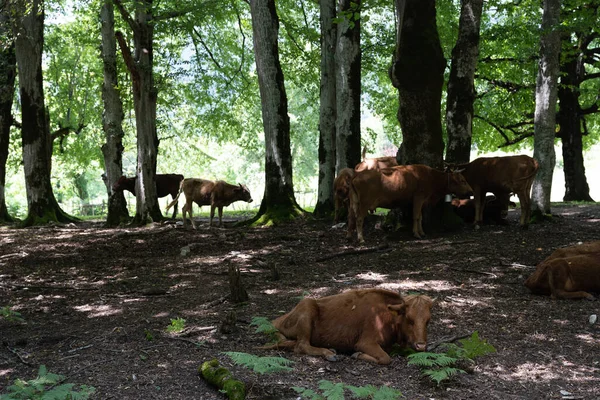 Fabuleusement Sombre Mystérieux Parc Avec Des Arbres Verts Des Arbustes — Photo