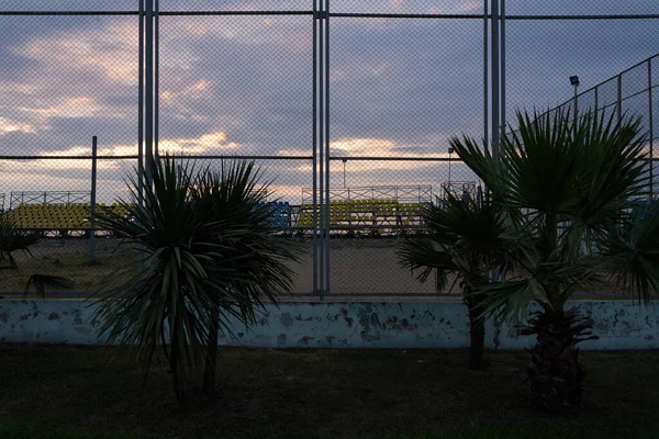 Grüne Kleine Palmen Zaun Des Beachvolleyballfeldes — Stockfoto