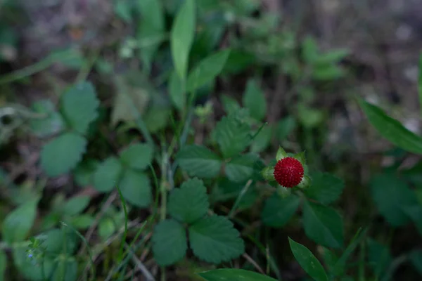 Πολύ Μικρή Κόκκινη Φράουλα Μεγαλώνει Πράσινο Φόντο — Φωτογραφία Αρχείου