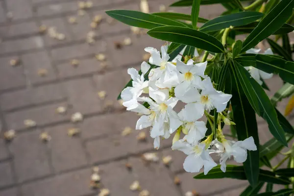 Όμορφο Φωτεινό Λευκό Ανθισμένα Λουλούδια Πράσινα Φύλλα Και Γκρι Πεζοδρόμιο — Φωτογραφία Αρχείου