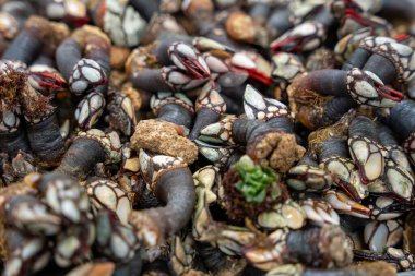 Balık pazarındaki salyangozlar hafif buzun üzerinde üst üste dizilmişler ve ilginç bir şablon oluşturmuşlar.