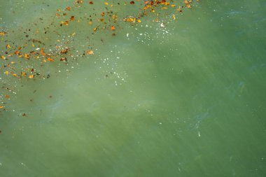 Mavi-yeşil okyanus suyuna yakın çekim. Renkli sonbahar yaprakları yüzüyor ve güneş ışınları suya yansıyor.