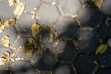 Gri kuru asfalt, güneşli bir sonbahar gününde, sarı ağaç yapraklarıyla.