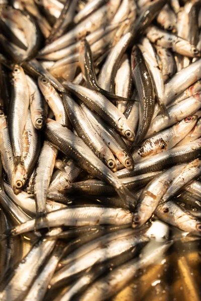 Vis Een Vismarkt Bovenop Elkaar Gestapeld Licht Ijs Vissen Kijken — Stockfoto