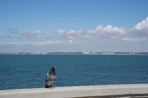 the dove stands as a great boss on the edge of a concrete wall by the ocean, with blue water and sky in the background