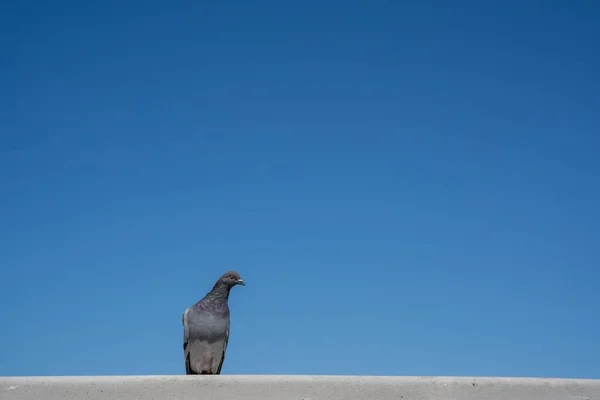 Die Taube Steht Als Großer Boss Rande Einer Betonmauer Meer — Stockfoto