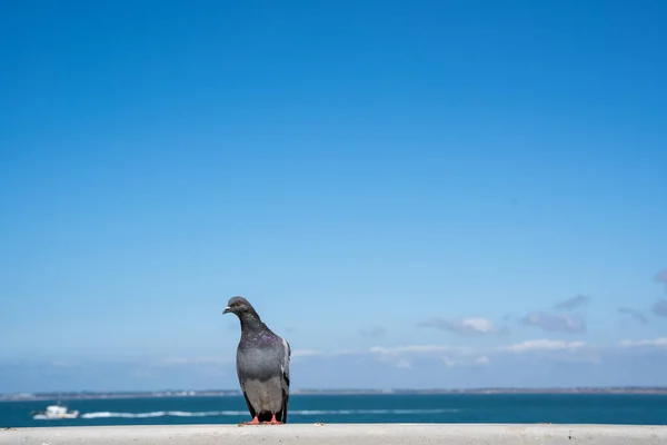 the dove stands as a great boss on the edge of a concrete wall by the ocean, with blue water and sky in the background