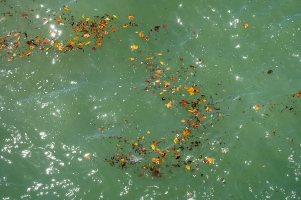 Primer Plano Del Agua Azul Verde Del Océano Con Hojas — Foto de Stock