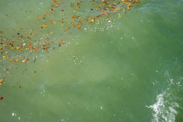 Primo Piano Dell Acqua Blu Verde Dell Oceano Con Foglie — Foto Stock