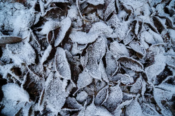 Folhas Marrons Das Árvores Caíram Chão Congelado Branco Formando Padrão — Fotografia de Stock