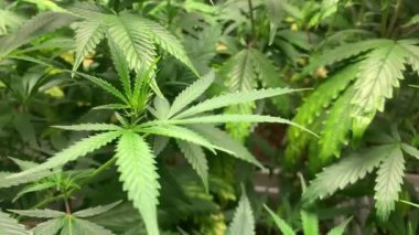 Kenevir bitkileri bitkisel hayatta yetişir. Marihuana yetiştiriyorum. Tomurcuk desenli yabani ot yaprakları.