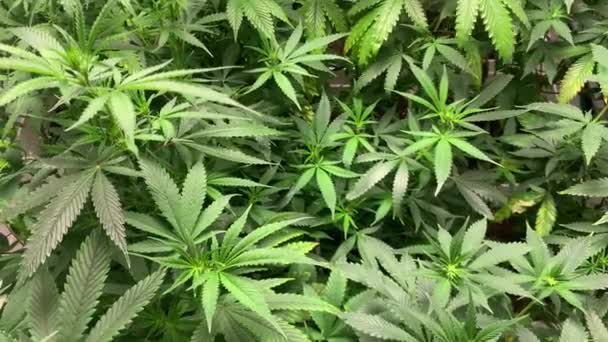 Rośliny Konopi Indyjskich Rosną Fazie Wegetacji Hoduję Marihuanę Liście Chwastów — Wideo stockowe