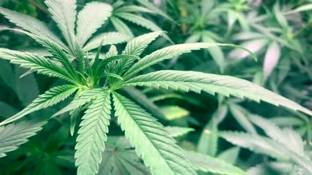 Young Cannabis Plant Cannabis Beginning Flowering Cbd — Videoclip de stoc