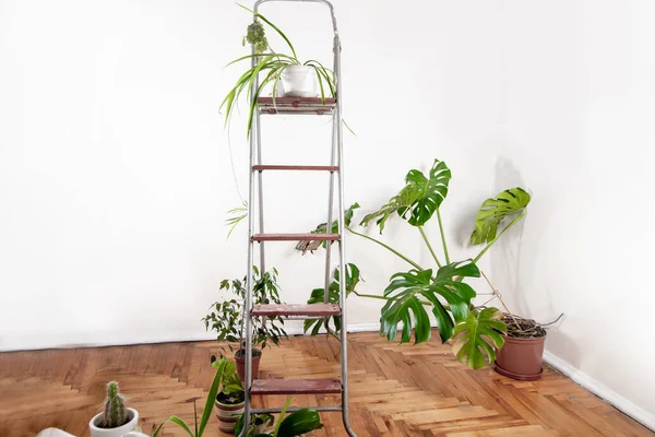 Houseplantson Stepladder Uma Estufa Home Fundo Claro Prateleiras Vazias Para — Fotografia de Stock