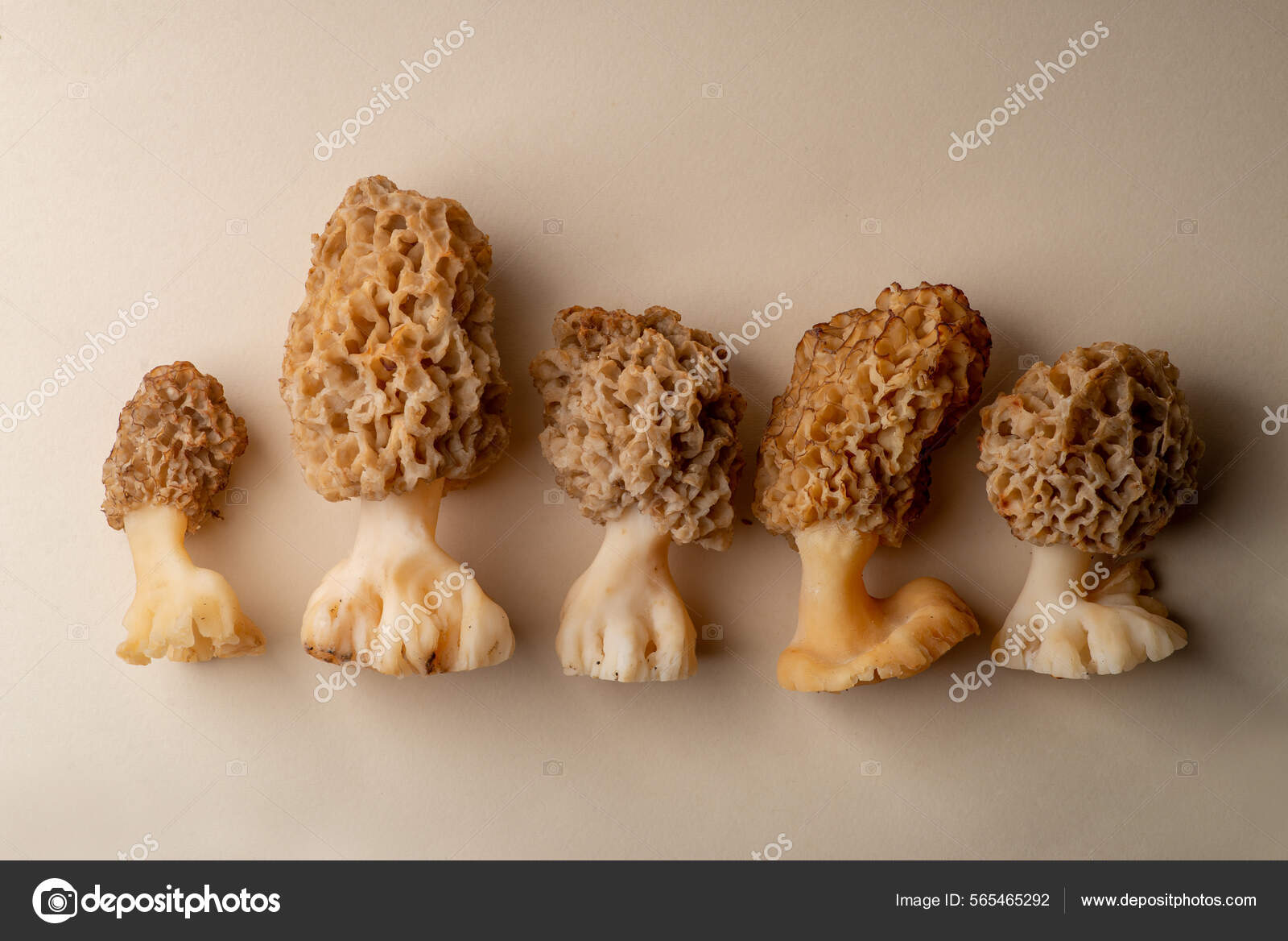 Edible Morel Mushrooms Light Background Spring Edible Mushroom Stock