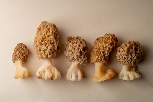 Edible Morel Mushrooms Light Background Spring Edible Mushroom — Stockfoto