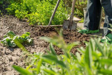 Çiftçi organik marul yetiştirmek için sebze bahçesini tırmıklıyor. Sürdürülebilir yaşam tarzı kavramı
