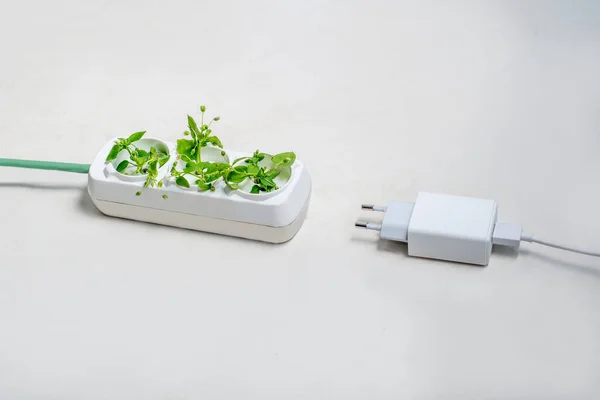 Electric socket with green plants. The concept of sustainable resources and renewable electricity. White background with copy space