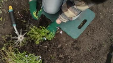 Bahçede organik ıspanak. Sürdürülebilir yaşam tarzı. Bahçenizde yerel sebzeler yetiştiriyorsunuz.