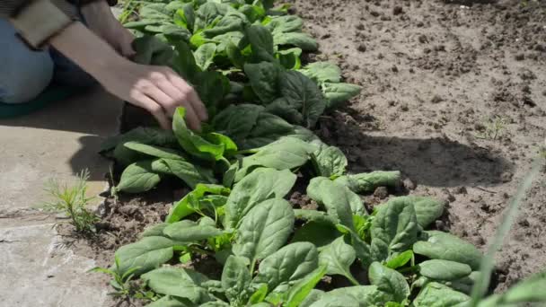 Bahçede Organik Ispanak Sürdürülebilir Yaşam Tarzı Bahçenizde Yerel Sebzeler Yetiştiriyorsunuz — Stok video