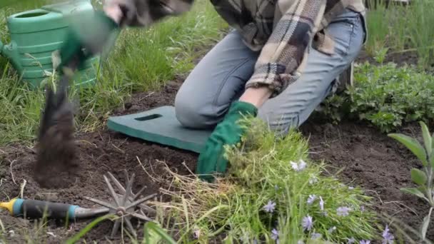 Bahçede Organik Ispanak Sürdürülebilir Yaşam Tarzı Bahçenizde Yerel Sebzeler Yetiştiriyorsunuz — Stok video