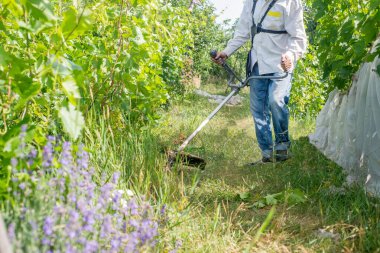 Bahçıvan bahçe yolundaki çimleri biçme makinesiyle biçiyor. Çiftçi üzüm bağıyla ve bahçe yollarıyla ilgilenir, çimleri biçer.