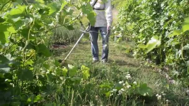 Gardener Mows Grass Garden Path Trimmer Farmer Takes Care Vineyard — ストック動画