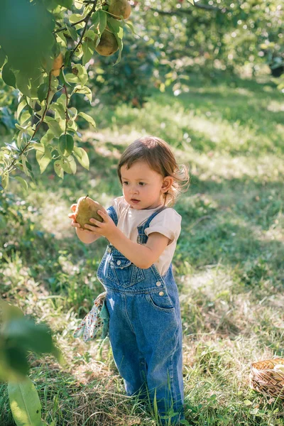 Little child picking pears into  in an orchard. Surprised kid plucked a pear from a tree. Sustainable living with a child in nature