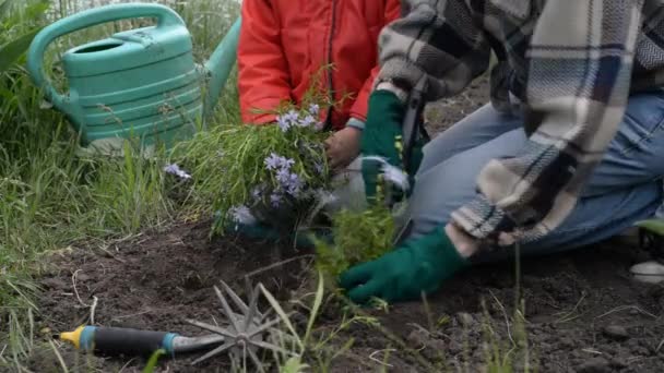 Anne Çocuk Organik Çiftçilik Yapıyor Aile Yere Bitki Ekiyor — Stok video