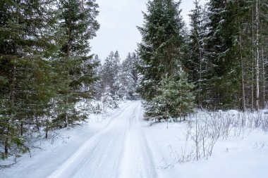 Kış ormanlarında karlı patikalı ağaçlar.