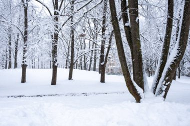 Karlı caddeleri ve arabaları olan karlı ağaçlar.