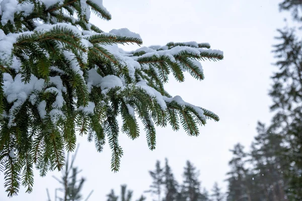 Snöiga Friträd Grenar Vinterdagen — Stockfoto