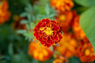 Tagetes ya da Marigold çiçeklerinin turuncu ve sarı renkli yakın plan fotoğrafları