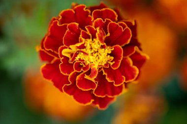 Tagetes ya da Marigold çiçeklerinin turuncu ve sarı renkli yakın plan fotoğrafları
