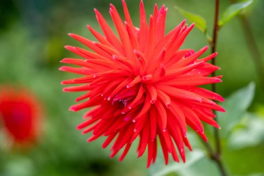 Güzel kırmızı yıldız çiçeği yeşil bahçede