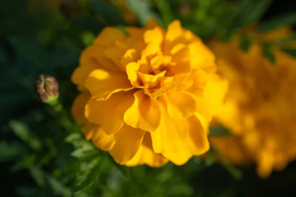 Imagem Close Tagetes Flores Calêndula Cor Amarela — Fotografia de Stock