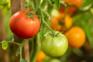 Serada farklı renkte domatesler