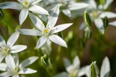 Tükürük otu umbellatum çim lily çiçek, küçük süs ve yabani bitki