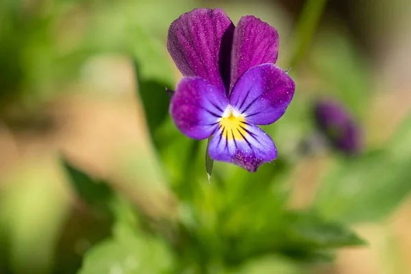 Violas Pansies Closeup Jardim — Fotografia de Stock