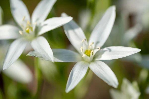 Ornithogalum Umbellatum Trawa Lily Rozkwicie Małych Roślin Ozdobnych Dzikie — Zdjęcie stockowe