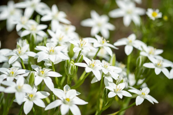 Lírio Grama Ornitogalum Umbellatum Flor Pequena Planta Ornamental Selvagem — Fotografia de Stock