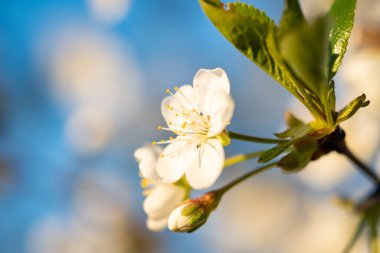 İlkbaharda bahçede tomurcuklar tomurcuklanır. Baharda bahçede.