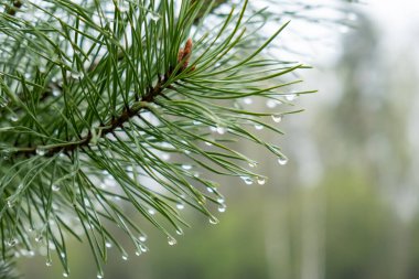 Çam dalı yağmur damlalarıyla kapanır