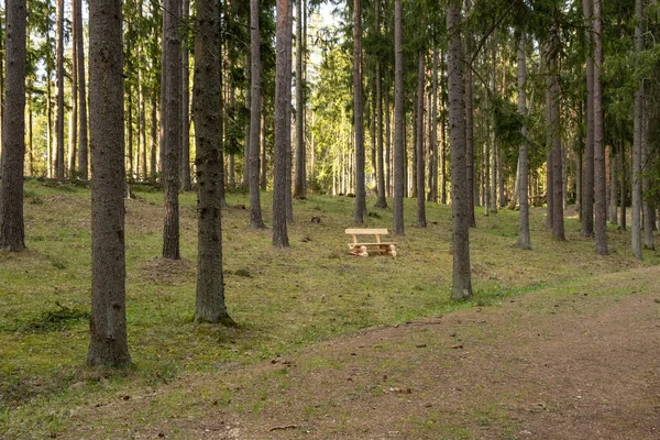 Beautiful Pine Forest Bench — Stock Photo, Image
