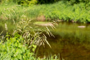 Nehrin kıyısındaki çayır çimen manzarası.