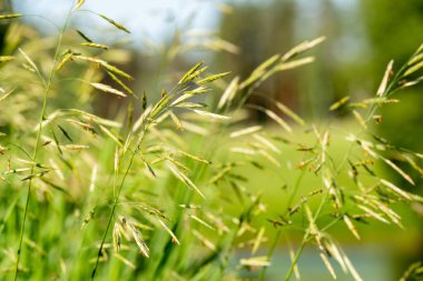 Çayırlık çimen manzarası.