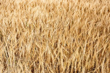 Altın çavdar. Tahıl çivilerinin arka planı.