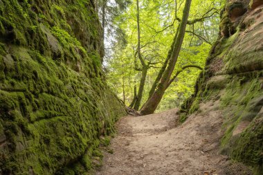 Yaz ormanlarındaki vadi manzarası çok güzel.